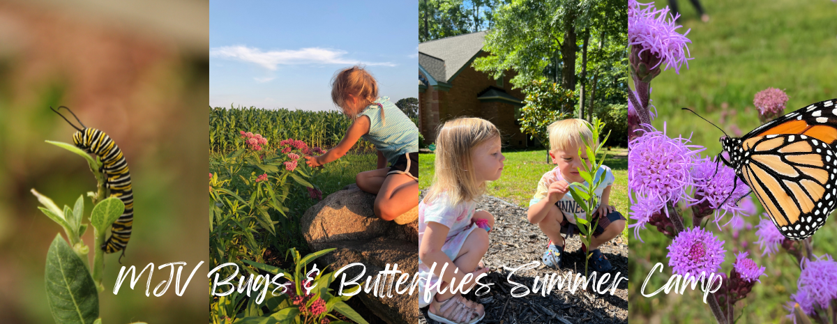 June Bugs and Butterflies Summer Camp